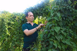 Gia Lai: Trồng xen dược liệu trong vườn cao su tái canh