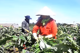 Lâm Đồng: Bà con dân tộc liên kết trồng atisô