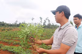 Phát triển vùng dược liệu chất lượng cao ở Gia Lai