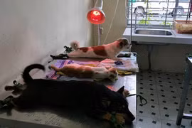 Lỗi không thuộc về con chó