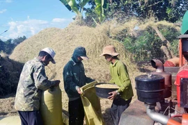 Chư Pưh: Lúa Đông Xuân đạt năng suất cao