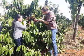 Công ty Xanh Thiên Hưng liên kết sản xuất nông sản sạch