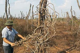 Tây Nguyên: Tiêu chết, giá rẻ như rau, tỉ phú thành con nợ khó đòi