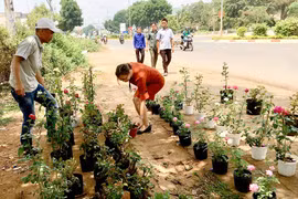 Gốc hồng cổ thụ: Thật giả khó lường
