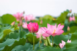 5 bộ phận của cây sen có tác dụng đến sức khỏe không ngờ