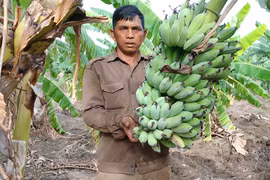 Chư Pưh: Tìm cây trồng thay thế hồ tiêu