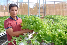 Kết nối sản xuất-tiêu thụ nông sản sạch