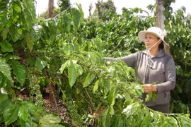 Nhanh chóng khôi phục vị thế cho cây cà phê ở Tây Nguyên