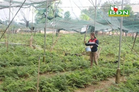 Đăk Nông:Trồng loài cây này chỉ việc cắt lá bán mà mỗi tháng thu 100triệu