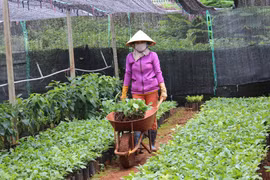 Chư Pah: Trên 1 tỷ đồng hỗ trợ tái canh cà phê
