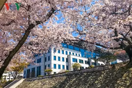 Tháng 4 đi Hàn ngắm hoa anh đào đẹp ngất ngây