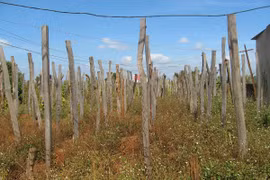 Gia Lai: Sống nghèo bên mỏ "vàng đen"