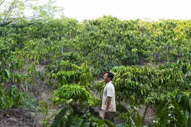 Vụ 'Đất của dân, cấp "bìa đỏ" cho cán bộ':Tiến hành thanh tra toàn diện