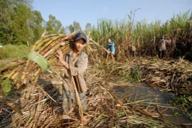 Nguy cơ phá sản, Hiệp hội mía đường tiếp tục kêu cứu