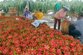 Trung Quốc sẽ xả kho dự trữ, hạt gạo Việt gặp khó