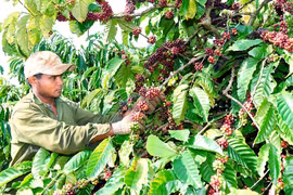 Người trồng cà phê Gia Lai oằn mình vì chi phí đầu vào