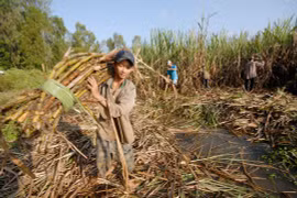 Nguy cơ phá sản, Hiệp hội mía đường tiếp tục kêu cứu