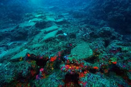 Tìm thấy một xác con tàu đắm có"tuổi thọ"3.600 năm ở Thổ Nhĩ Kỳ