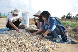 Lập "đường dây nóng" bảo vệ thương hiệu tỏi Lý Sơn