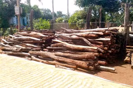 Gia Lai: Giải bài toán nợ xấu hồ tiêu