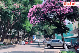 Bằng lăng phố núi