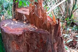 Các lực lượng sốt sắng vào cuộc vụ mở đường phá rừng ở Kon Tum