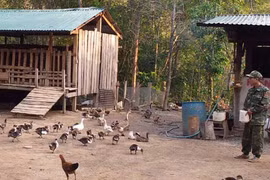 Đồn Biên phòng Ia Chía:Tăng gia sản xuất để cải thiện đời sống bộ đội