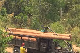 Ia Pa: Phát hiện 5m3 gỗ vắng chủ