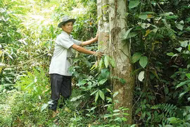 Bảo vệ rừng thiêng và ước mơ giản dị của trưởng bản