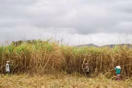 Kông Chro: Thu hoạch hơn 96% diện tích mía