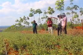 "Mục sở thị" vườn dược liệu ở Chư Sê