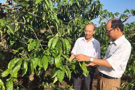 Sản xuất cà phê 4C cho hiệu quả cao