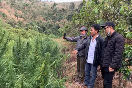 Lâm Đồng: Phát hiện vườn cần sa 'để nuôi heo' ở huyện Lâm Hà