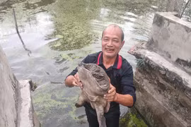 Nuôi đàn ba ba to "đến phát khiếp", lão nông này thành tỷ phú