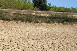 Hơn 10 nghìn ha cây trồng ở Đắk Lắk bị hạn nặng