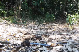 Phát hiện loài rắn hổ mang Trung Quốc nguy cấp, quý hiếm