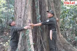 Thăm rừng giáng hương trăm tuổi lớn nhất ở Gia Lai