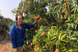 Mùa vải bội thu ở Kbang