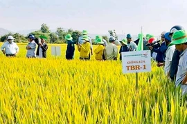 Nông dân Chư Răng liên kết tạo nguồn lúa giống chất lượng