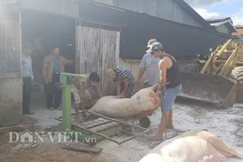 Lâm Đồng: Giá thịt heo tăng, toàn tỉnh "sạch bóng" dịch tả lợn châu Phi