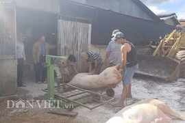 Lâm Đồng: Giá thịt heo tăng, toàn tỉnh "sạch bóng" dịch tả lợn châu Phi