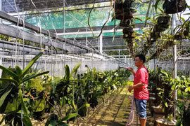 Vườn nhỏ, nông dân quận vẫn bỏ tiền tỷ ra trồng lan rừng cao cấp