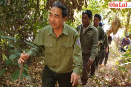 Gác rừng giữa chốn thâm sơn