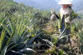 Đắk Lắk: Vì sao dân ở đây phải lấy vải tối màu che cả ngàn quả dứa?