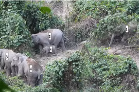 Phát hiện voi con dưới 1 tuổi ở khu rừng Quảng Nam