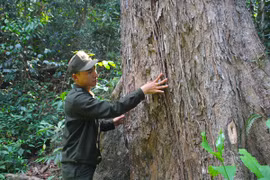 Mục sở thị rừng giáng hương trăm tuổi