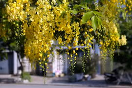 Hoa vàng mùa Bunpimay