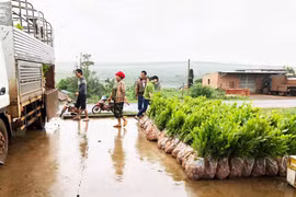 Người dân Hà Đông trồng rừng để cải thiện thu nhập