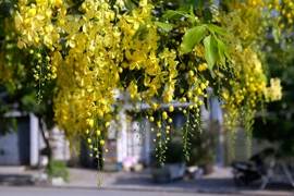Hoa vàng mùa Bunpimay