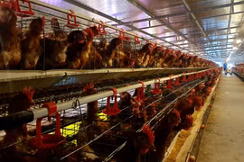 Ở đây nuôi gà cho nghe nhạc, đẻ trứng trên... nước